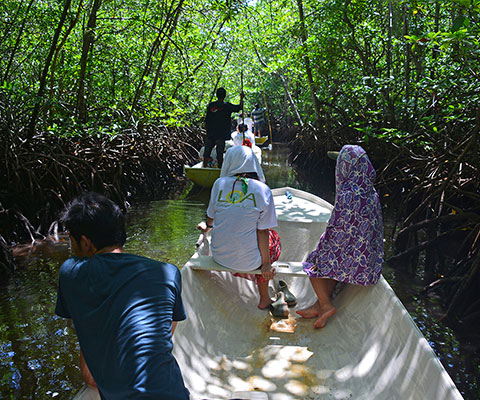 手漕ぎ小舟でマングローブの林を探検します
