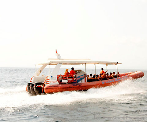 バリ島最速のクルーズ船