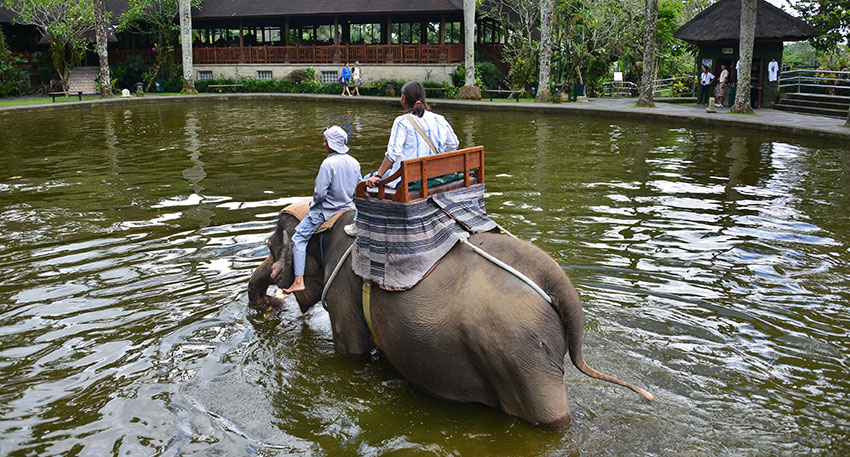 象が最後に池に入ります
