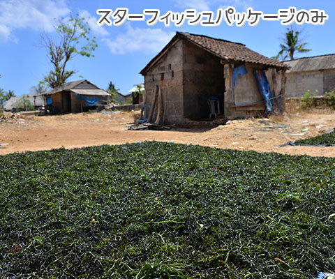 レンボンガン島は天草の栽培が盛んです