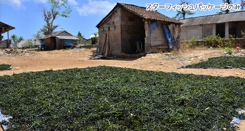 レンボンガン島は天草の栽培が盛んです