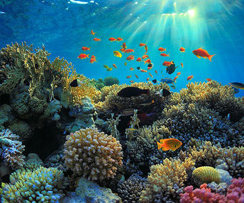 海では色鮮やかな魚やサンゴ礁を見られます
